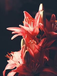 Preview wallpaper lily, bouquet, flowers, blur