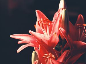 Preview wallpaper lily, bouquet, flowers, blur