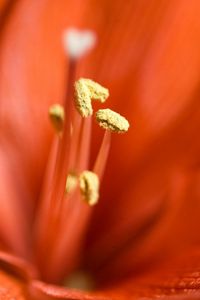 Preview wallpaper lily, bright, stamens, petals