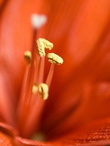 Preview wallpaper lily, bright, stamens, petals