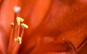 Preview wallpaper lily, bright, stamens, petals