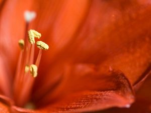 Preview wallpaper lily, bright, stamens, petals