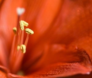 Preview wallpaper lily, bright, stamens, petals