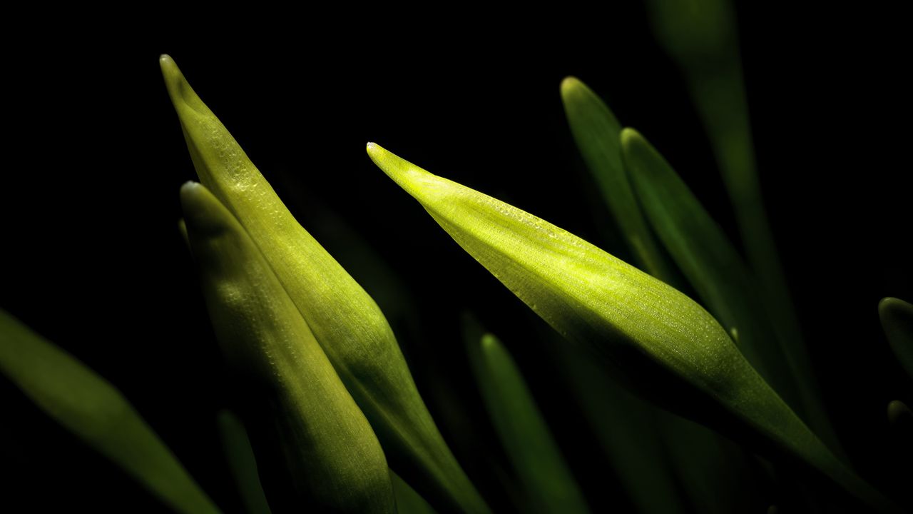 Wallpaper lily, bud, macro, flower