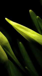 Preview wallpaper lily, bud, macro, flower