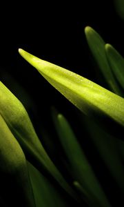 Preview wallpaper lily, bud, macro, flower