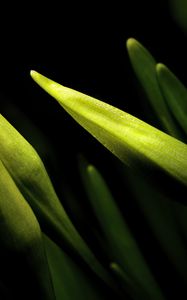 Preview wallpaper lily, bud, macro, flower