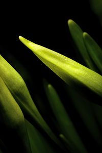 Preview wallpaper lily, bud, macro, flower