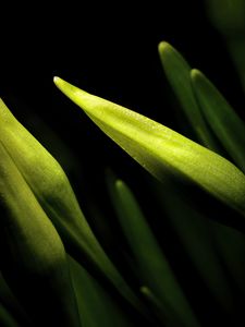 Preview wallpaper lily, bud, macro, flower