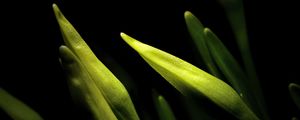 Preview wallpaper lily, bud, macro, flower