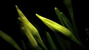 Preview wallpaper lily, bud, macro, flower