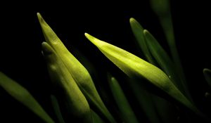 Preview wallpaper lily, bud, macro, flower