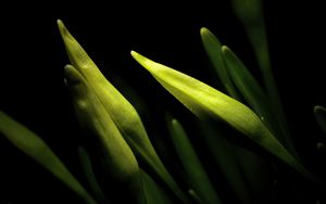 Preview wallpaper lily, bud, macro, flower