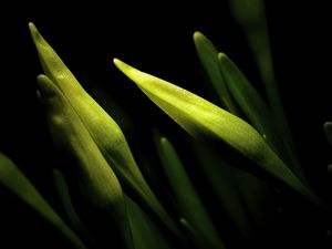 Preview wallpaper lily, bud, macro, flower