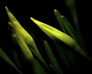 Preview wallpaper lily, bud, macro, flower