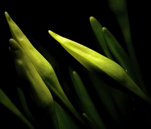 Preview wallpaper lily, bud, macro, flower