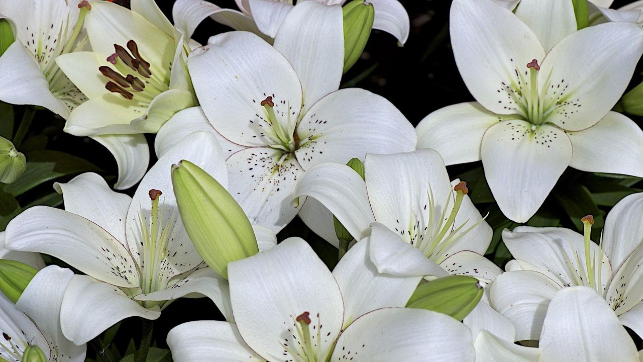 Wallpaper lily, buds, white, many