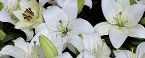 Preview wallpaper lily, buds, white, many