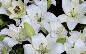 Preview wallpaper lily, buds, white, many