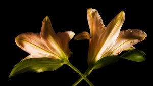 Preview wallpaper lily, couple, flowers, cross, black background