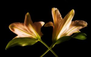 Preview wallpaper lily, couple, flowers, cross, black background