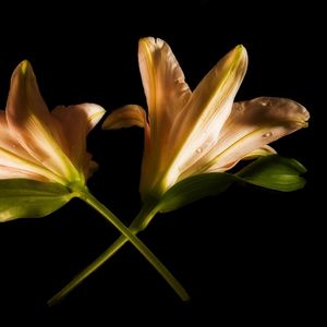 Preview wallpaper lily, couple, flowers, cross, black background