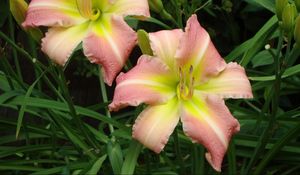 Preview wallpaper lily, couple, flowers, flowerbed