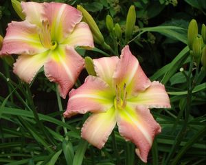 Preview wallpaper lily, couple, flowers, flowerbed