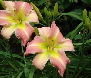 Preview wallpaper lily, couple, flowers, flowerbed