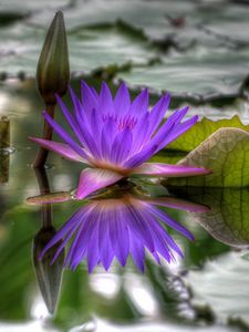 Preview wallpaper lily, dissolved, water, leaves, bud