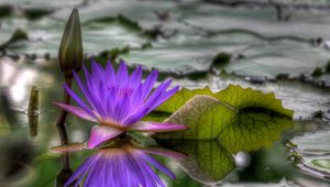 Preview wallpaper lily, dissolved, water, leaves, bud