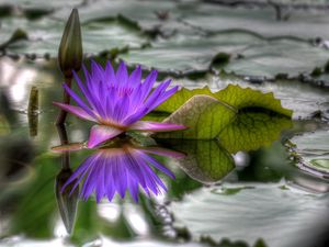 Preview wallpaper lily, dissolved, water, leaves, bud