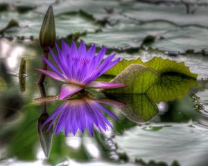 Preview wallpaper lily, dissolved, water, leaves, bud