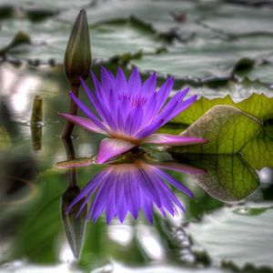 Preview wallpaper lily, dissolved, water, leaves, bud