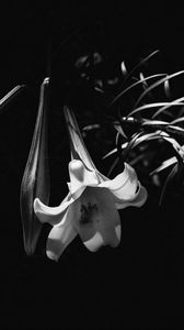 Preview wallpaper lily, flower, black and white, macro