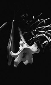 Preview wallpaper lily, flower, black and white, macro