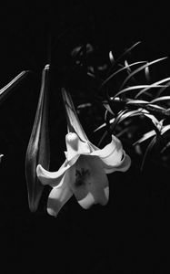 Preview wallpaper lily, flower, black and white, macro