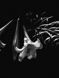 Preview wallpaper lily, flower, black and white, macro