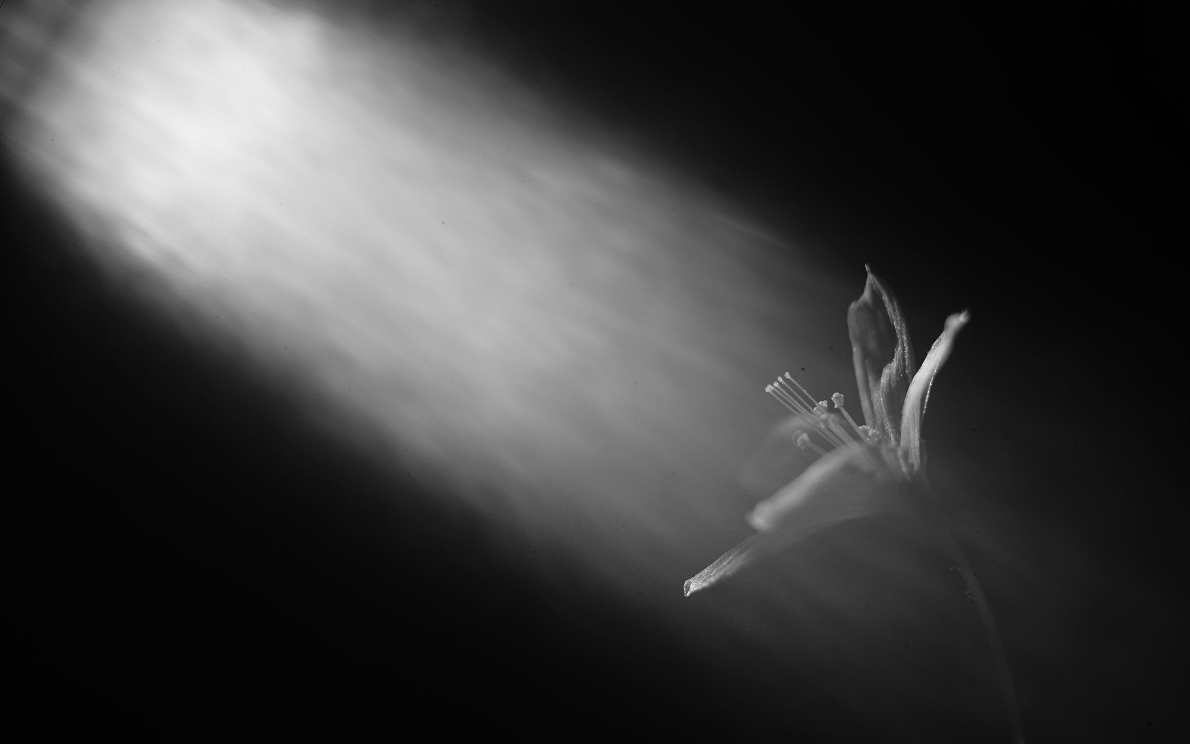 Download wallpaper 3840x2400 lily, flower, black and white, petals 4k ultra hd 1610 hd background
