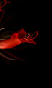 Preview wallpaper lily, flower, bloom, dark