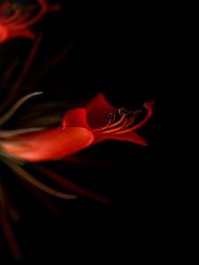 Preview wallpaper lily, flower, bloom, dark