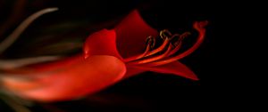 Preview wallpaper lily, flower, bloom, dark