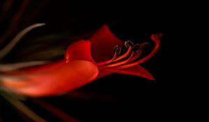 Preview wallpaper lily, flower, bloom, dark