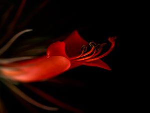 Preview wallpaper lily, flower, bloom, dark