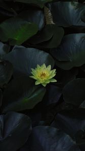 Preview wallpaper lily, flower, bloom, water, leaves