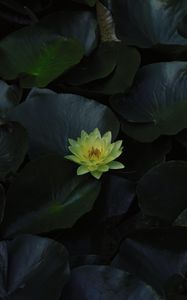 Preview wallpaper lily, flower, bloom, water, leaves