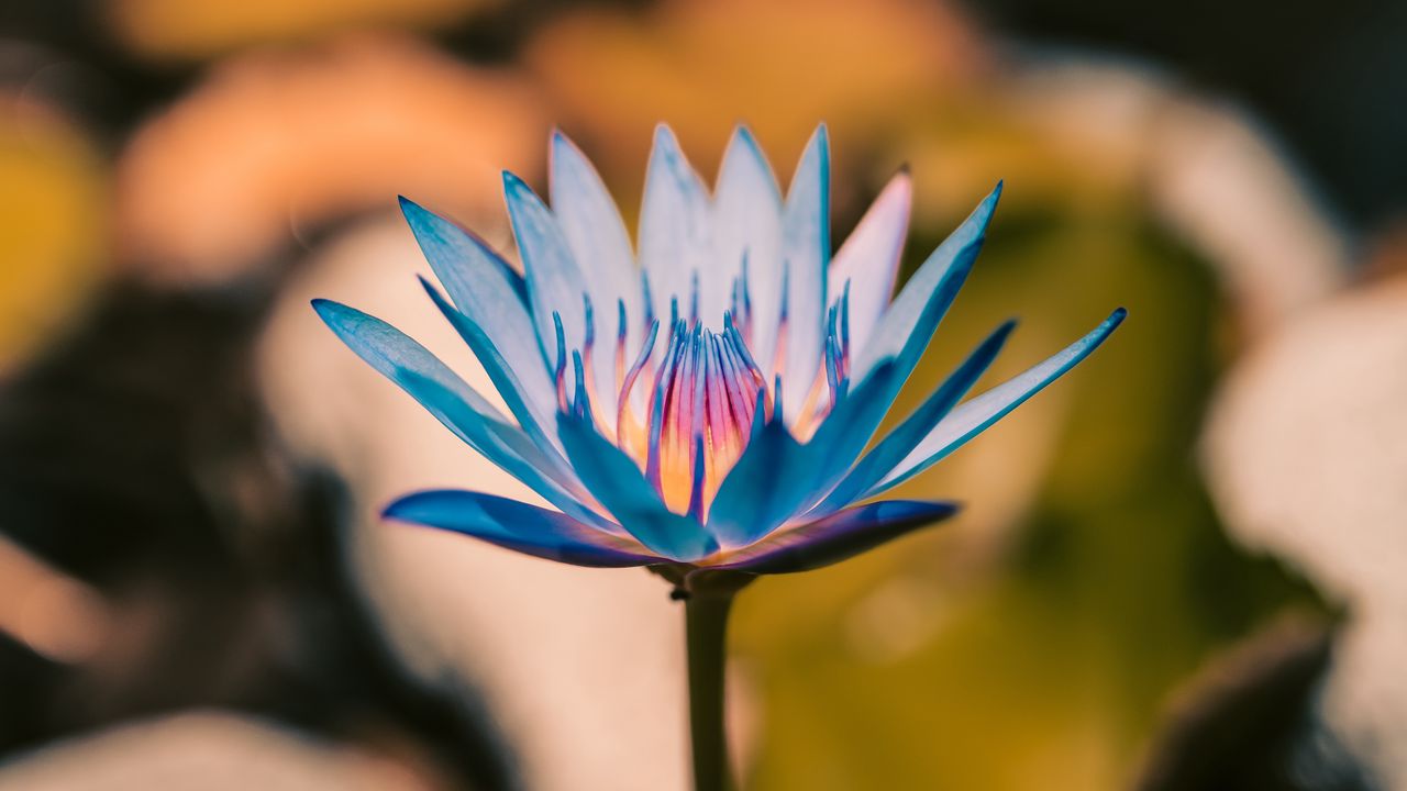 Wallpaper lily, flower, blue, bloom, plant