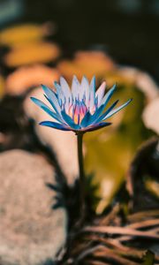 Preview wallpaper lily, flower, blue, bloom, plant