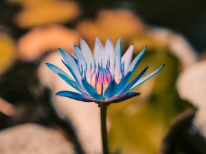 Preview wallpaper lily, flower, blue, bloom, plant