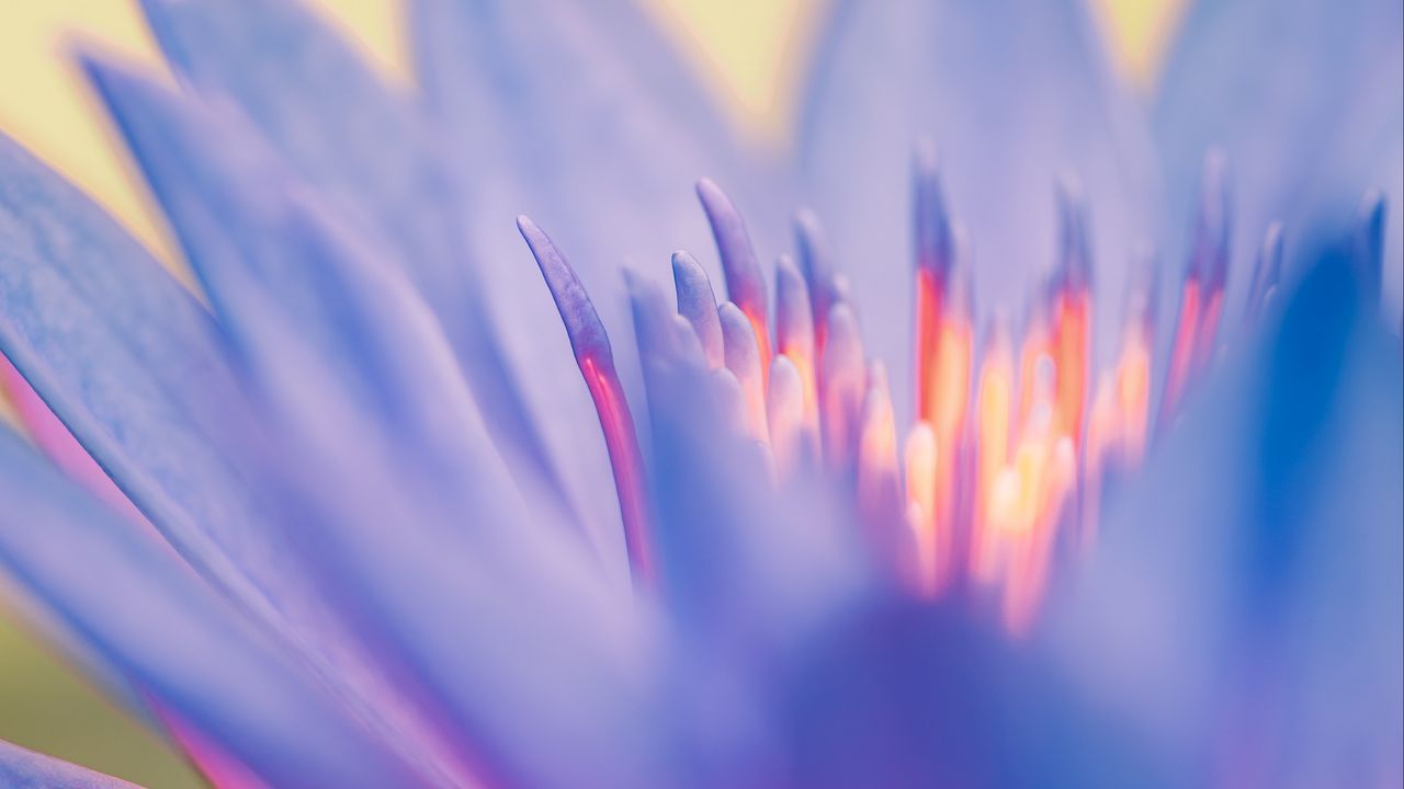Wallpaper lily, flower, blue, macro, closeup